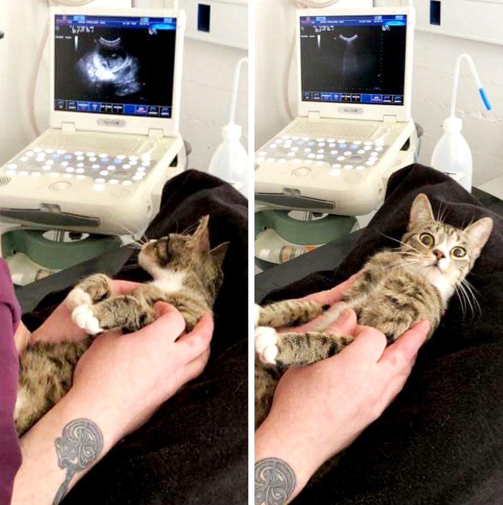Ulla-pregnant-cat
