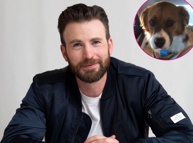 Promo Chris Evans Shares Wholesome 1st Video After Adopting Dog Dodger