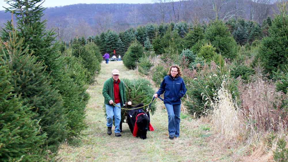 Dogs Will Deliver Your Christmas Tree at This Farm | Us Weekly