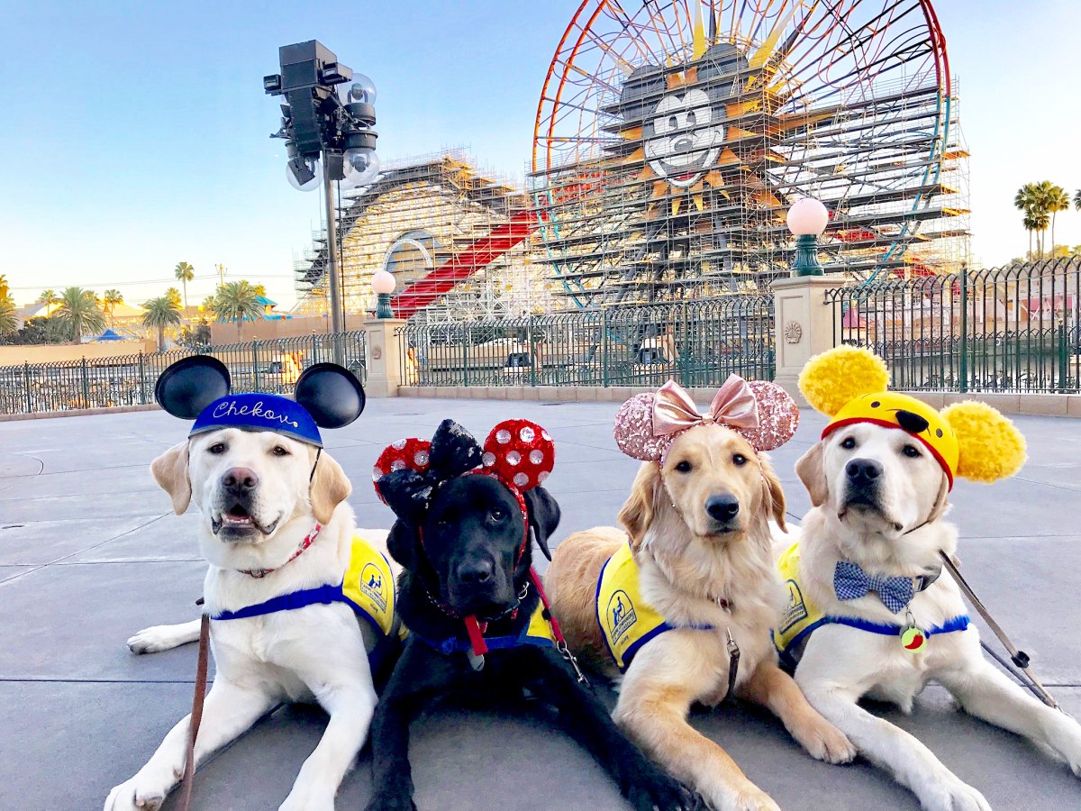 Service Dogs Visit Disneyland, Prove It's the Happiest Place on Earth Pics