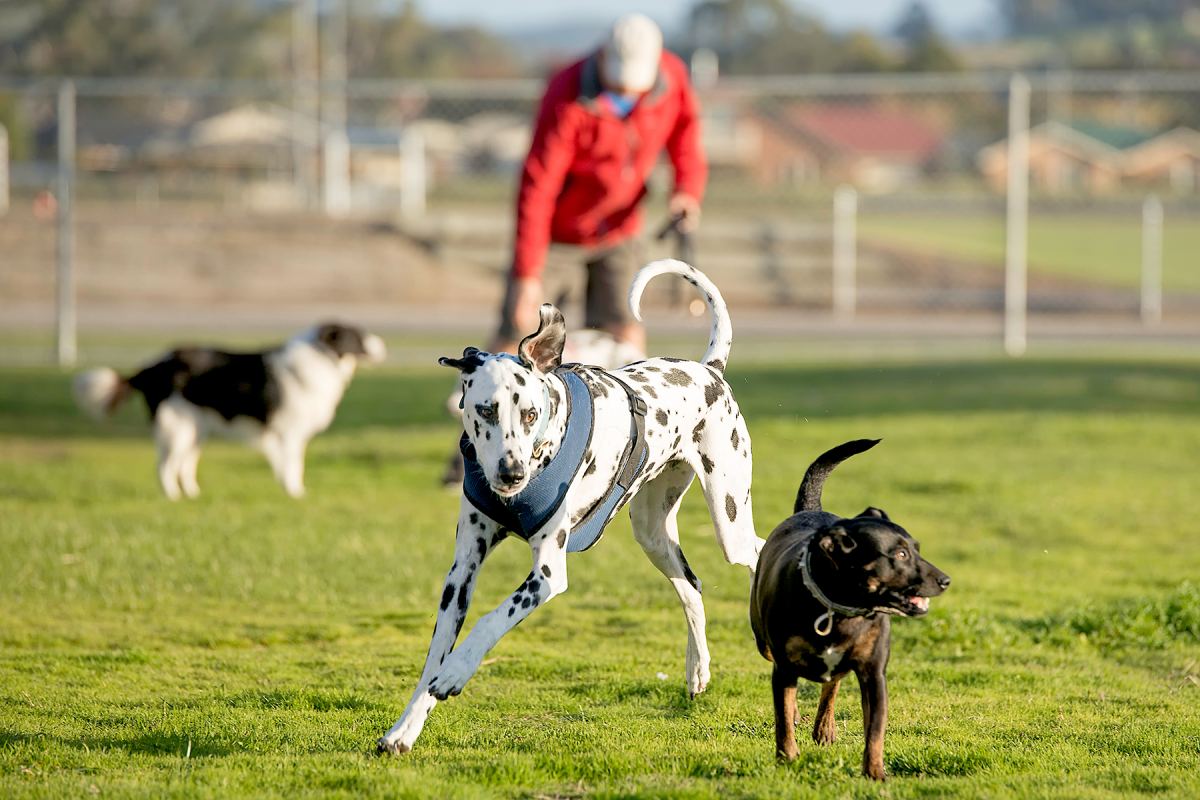 dog-park-rules-every-dog-owner-needs-to-know