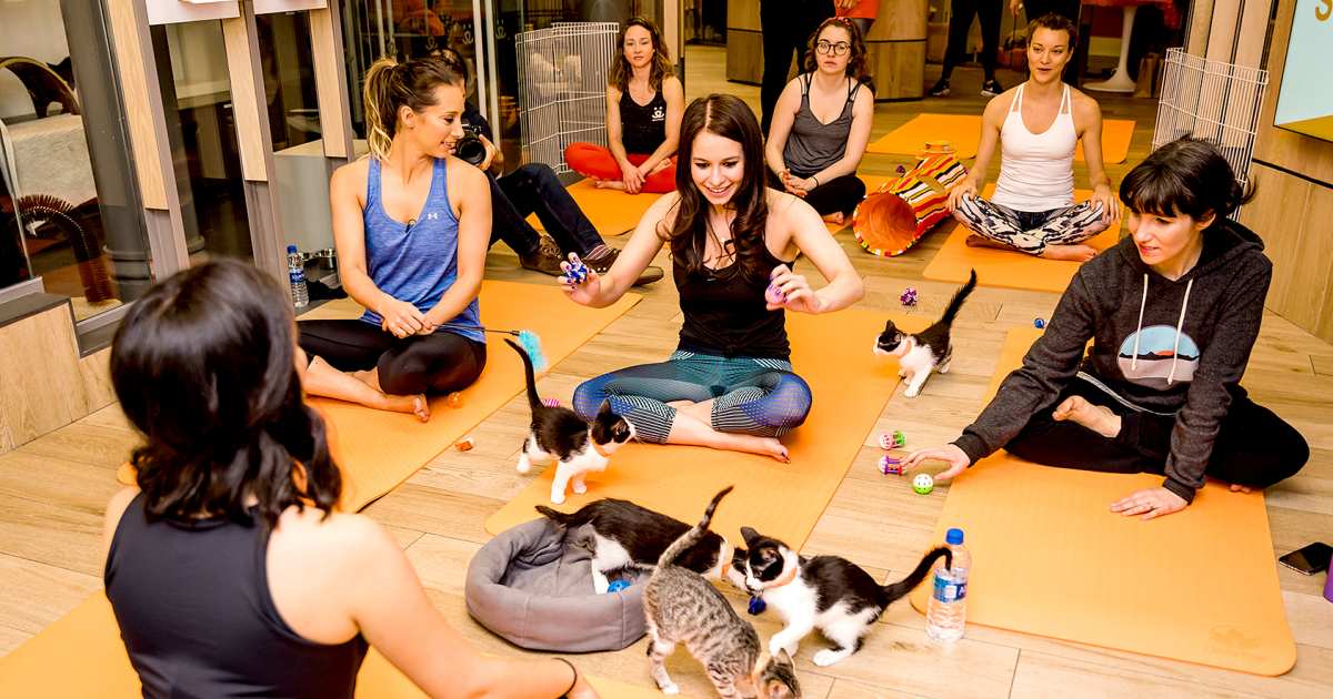Unleash Your Inner Yogi with Cat Yoga Sessions - Purina