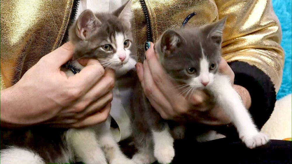 help-these-rescue-kittens-in-need-of-adoption