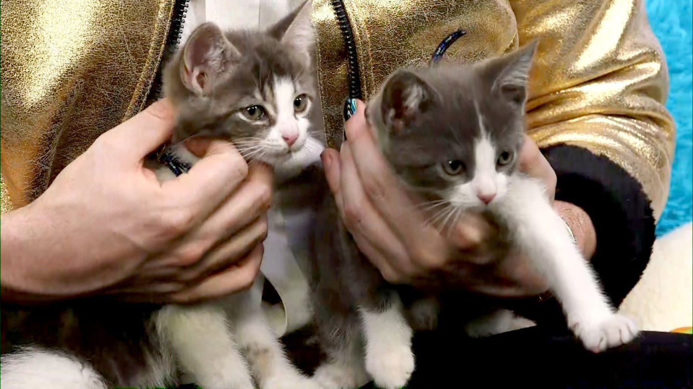 Help These Rescue Kittens In Need of Adoption Us Weekly