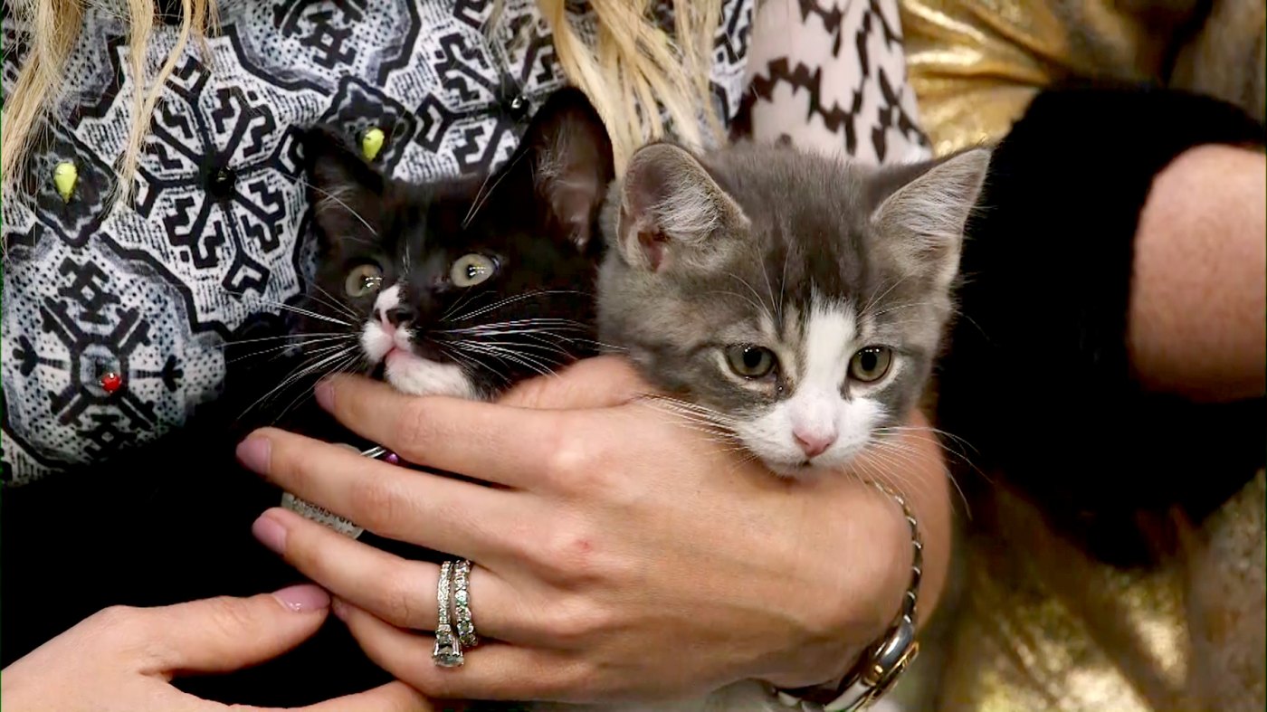 help-these-rescue-kittens-in-need-of-adoption-us-weekly