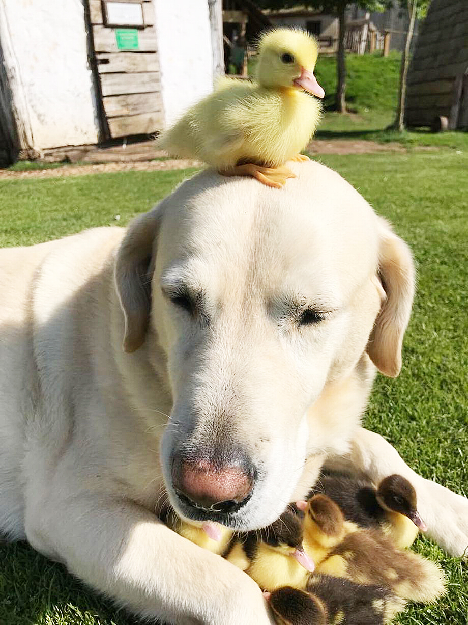 The Unlikely Companionship: Dogs And Ducks