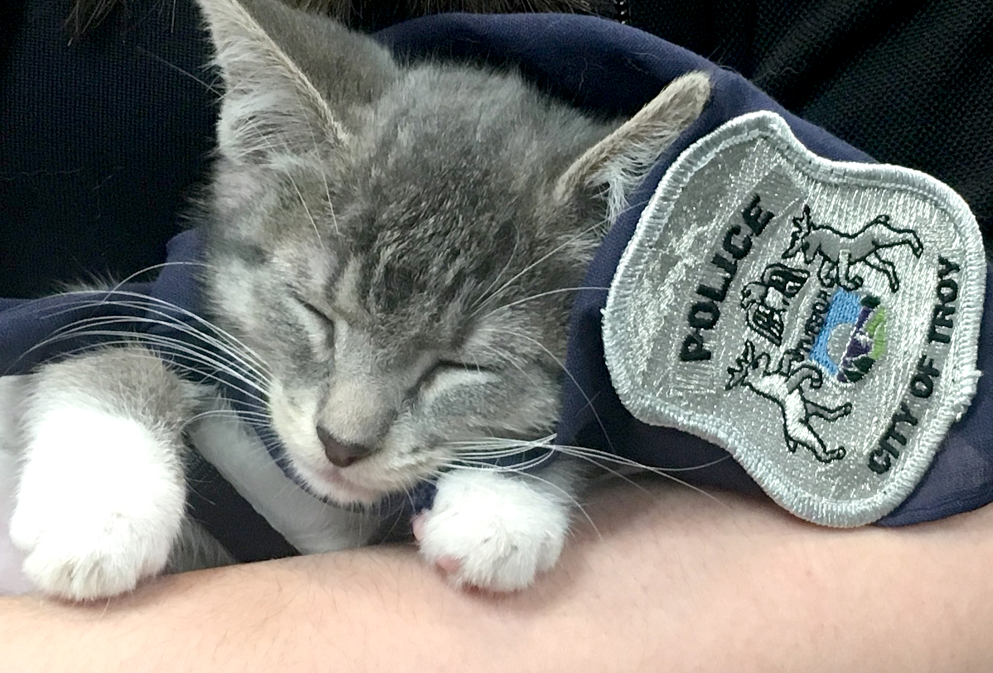 PAWFFICER FUZZ: - Troy Police Department - Troy, Michigan