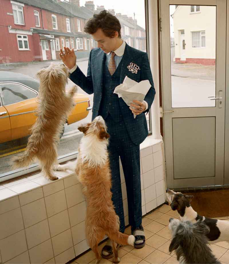 Harry Styles Poses With Puppies and Chickens in New Gucci Campaign: Pics