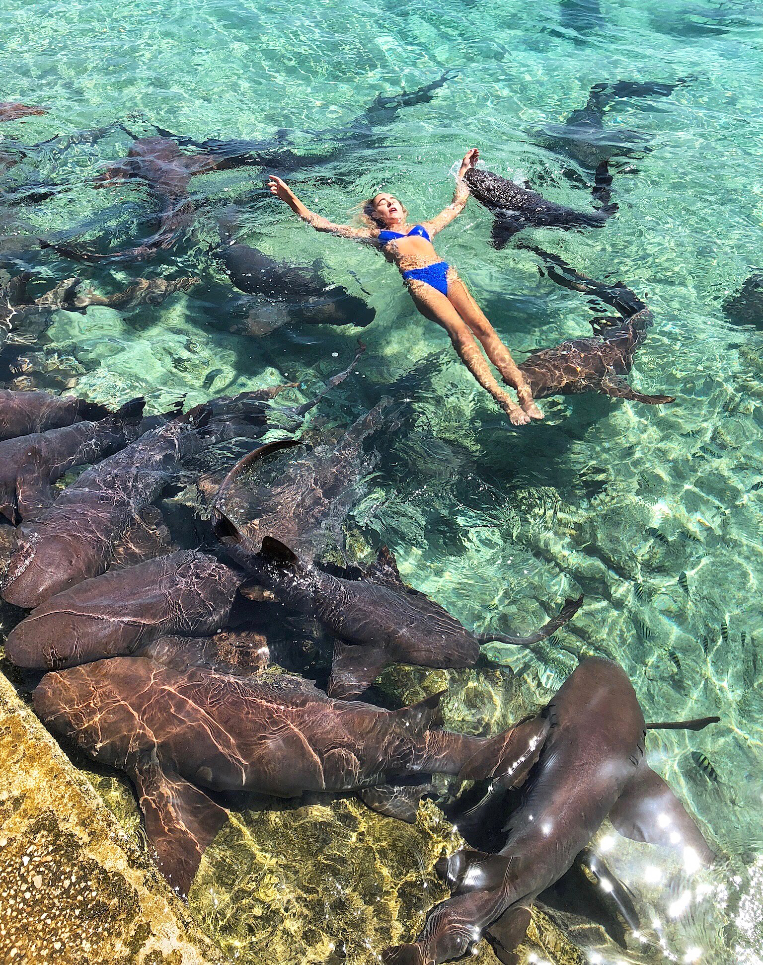 Model Katarina Zarutskie Gets Bitten By Shark While Posing For Photos 