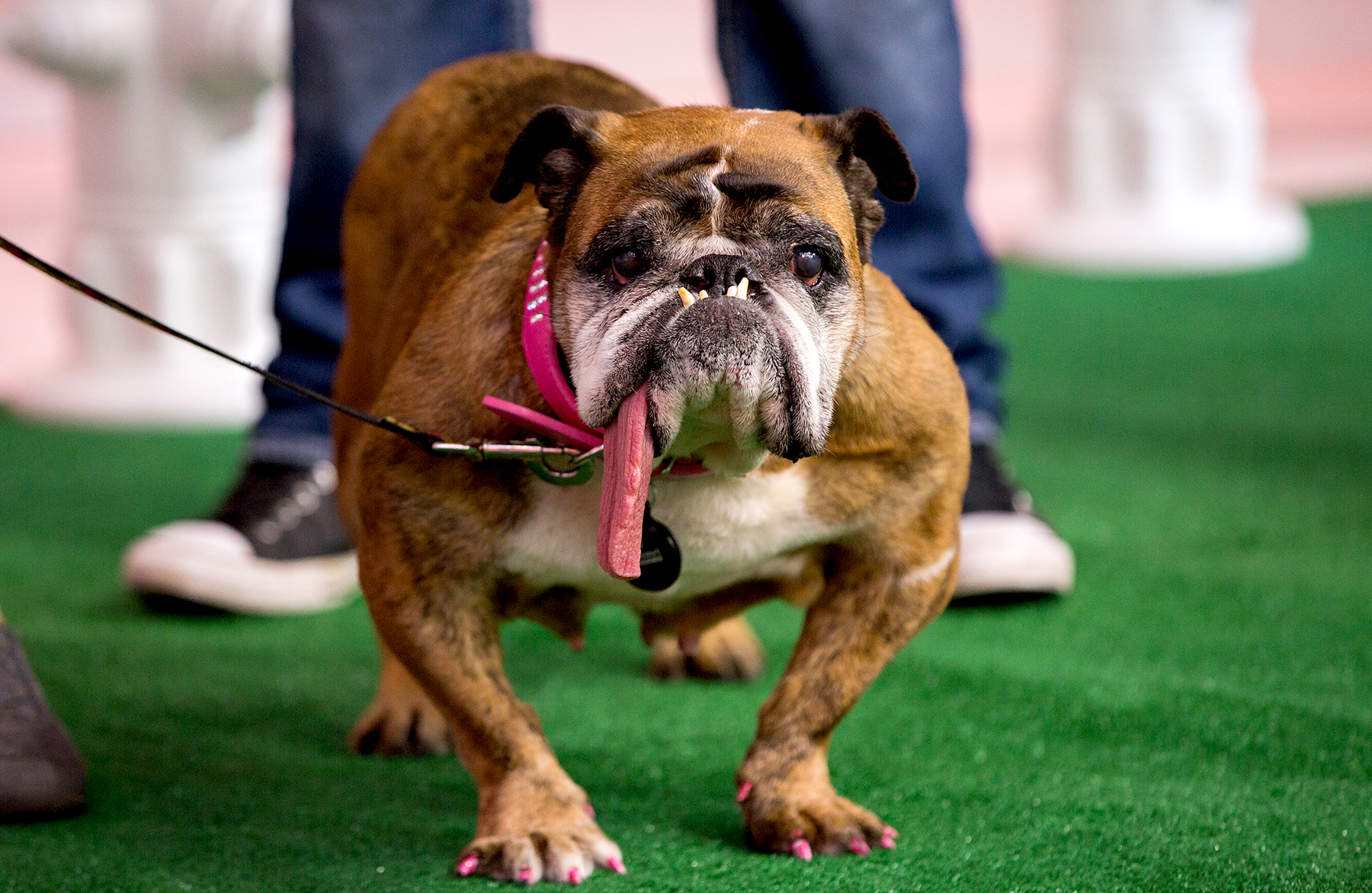 2018 store ugliest dog