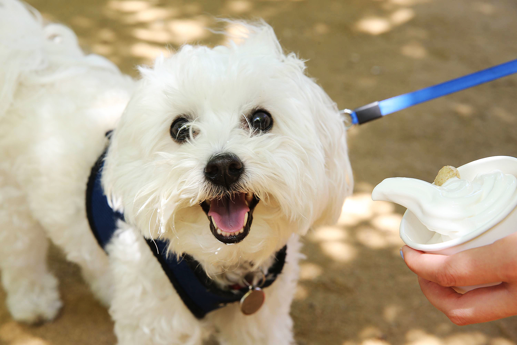 PetSmart Celebrates National Ice Cream Day With Free Treats for Pups