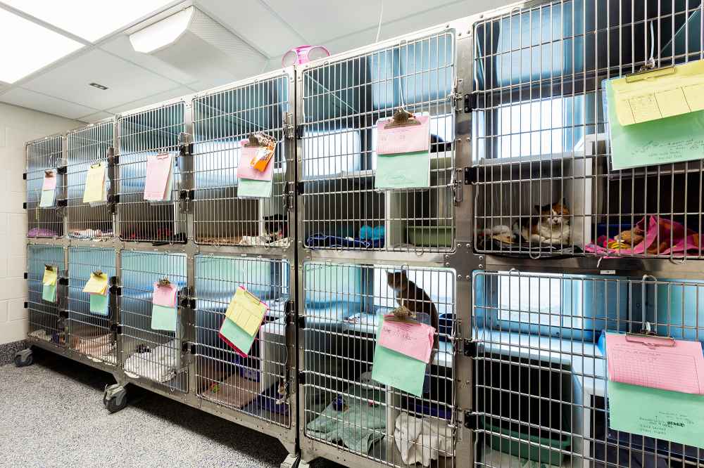 Clear the Shelters Wants to Help All Animals in Need Find Homes