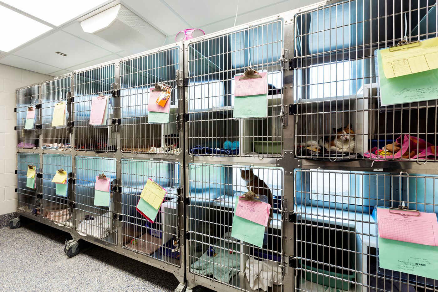 Clear the Shelters Wants All Animals in Need to Find Homes