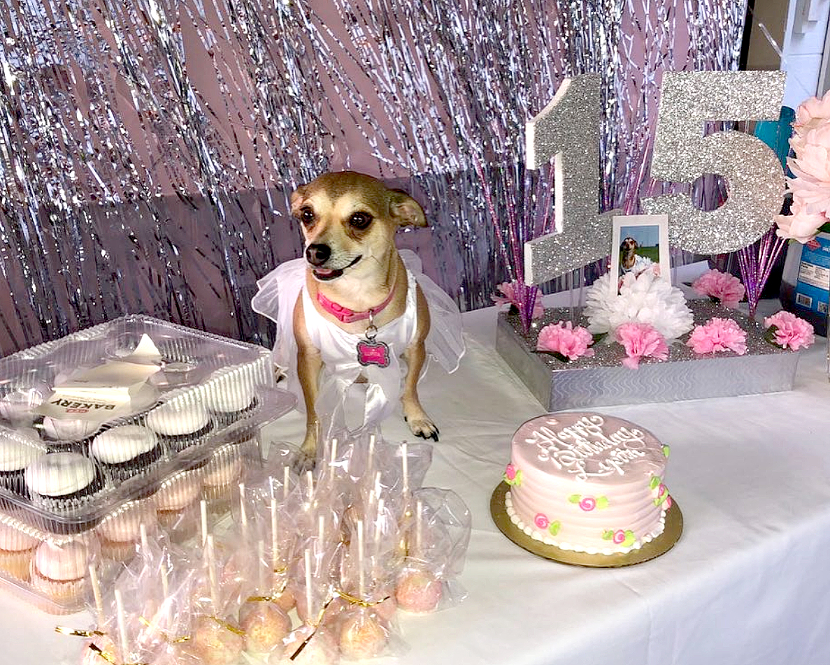 Texas Chihuahua Celebrates 15th Birthday With Quinceanera Pics