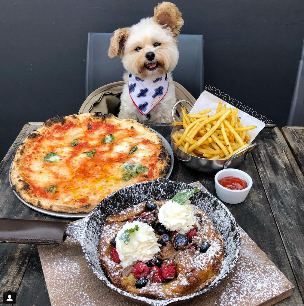 Popeye the Foodie Dog (@popeyethefoodie) • Instagram photos and videos