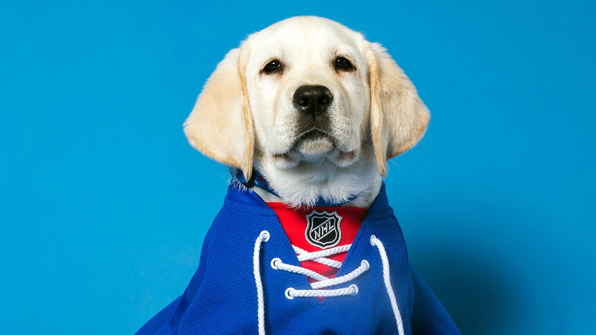 New York Rangers Are Training an Autism Service Dog