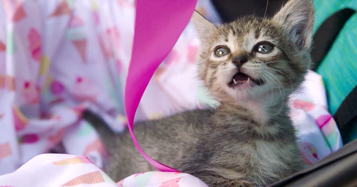 Happy Pets Update: Choose the Gender of Your Kitten