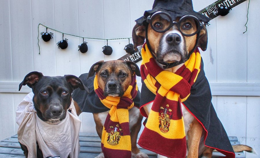 harry potter dog costume