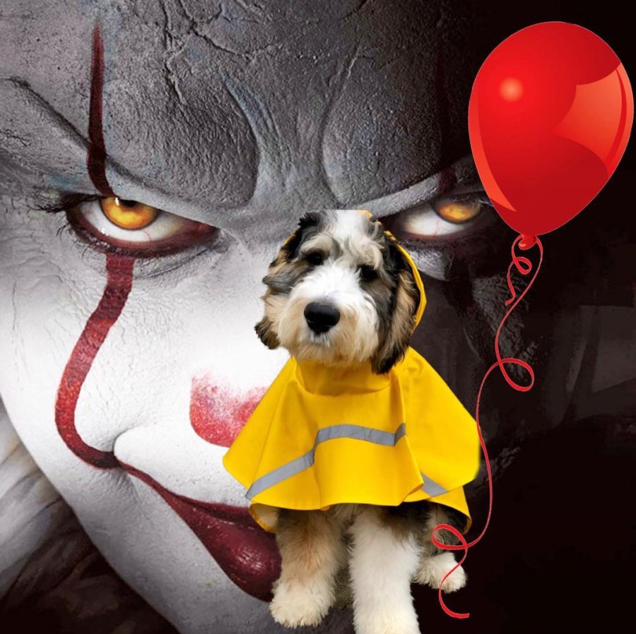 IT-dog-costume