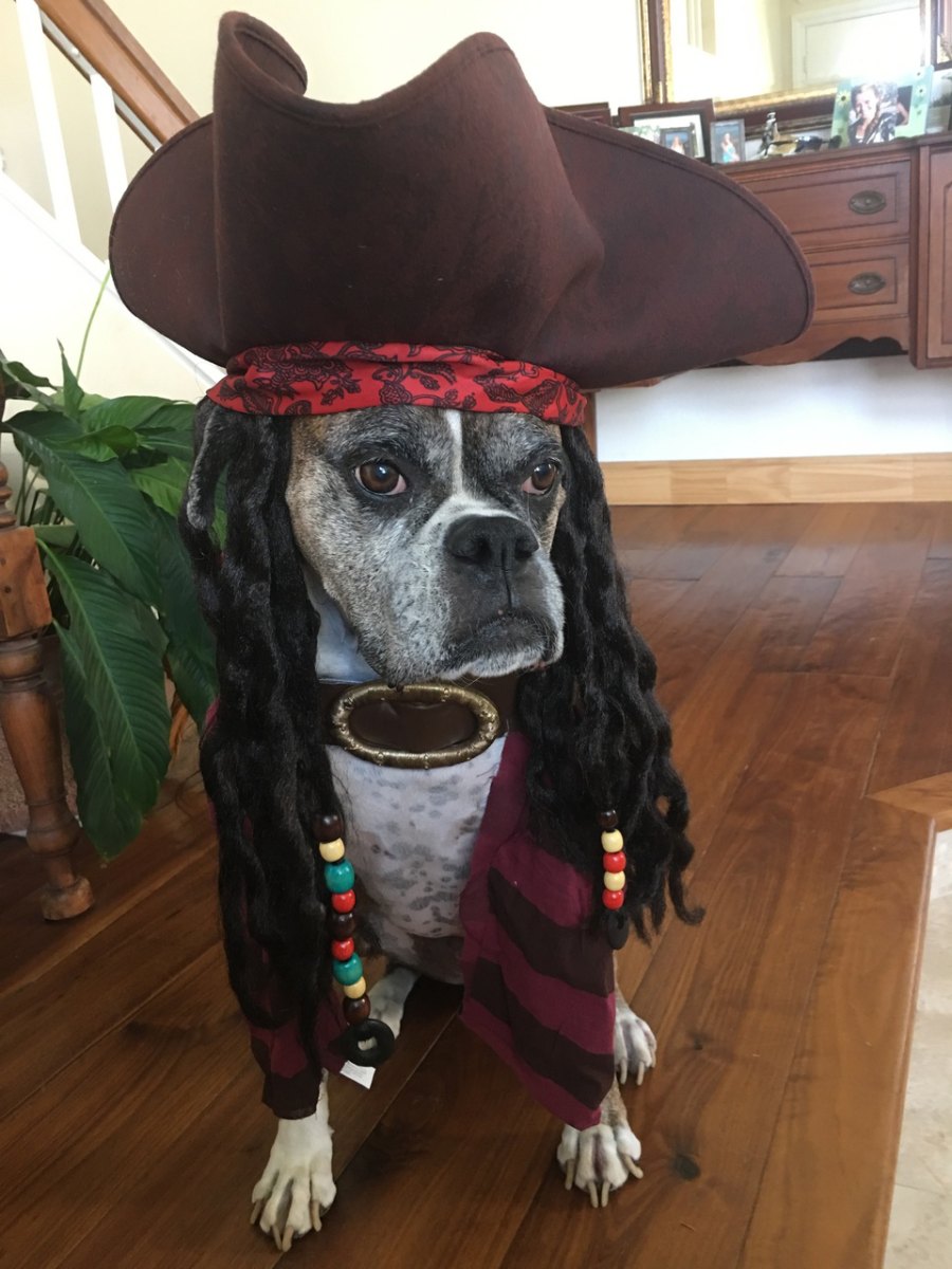 jack sparrow dog costume