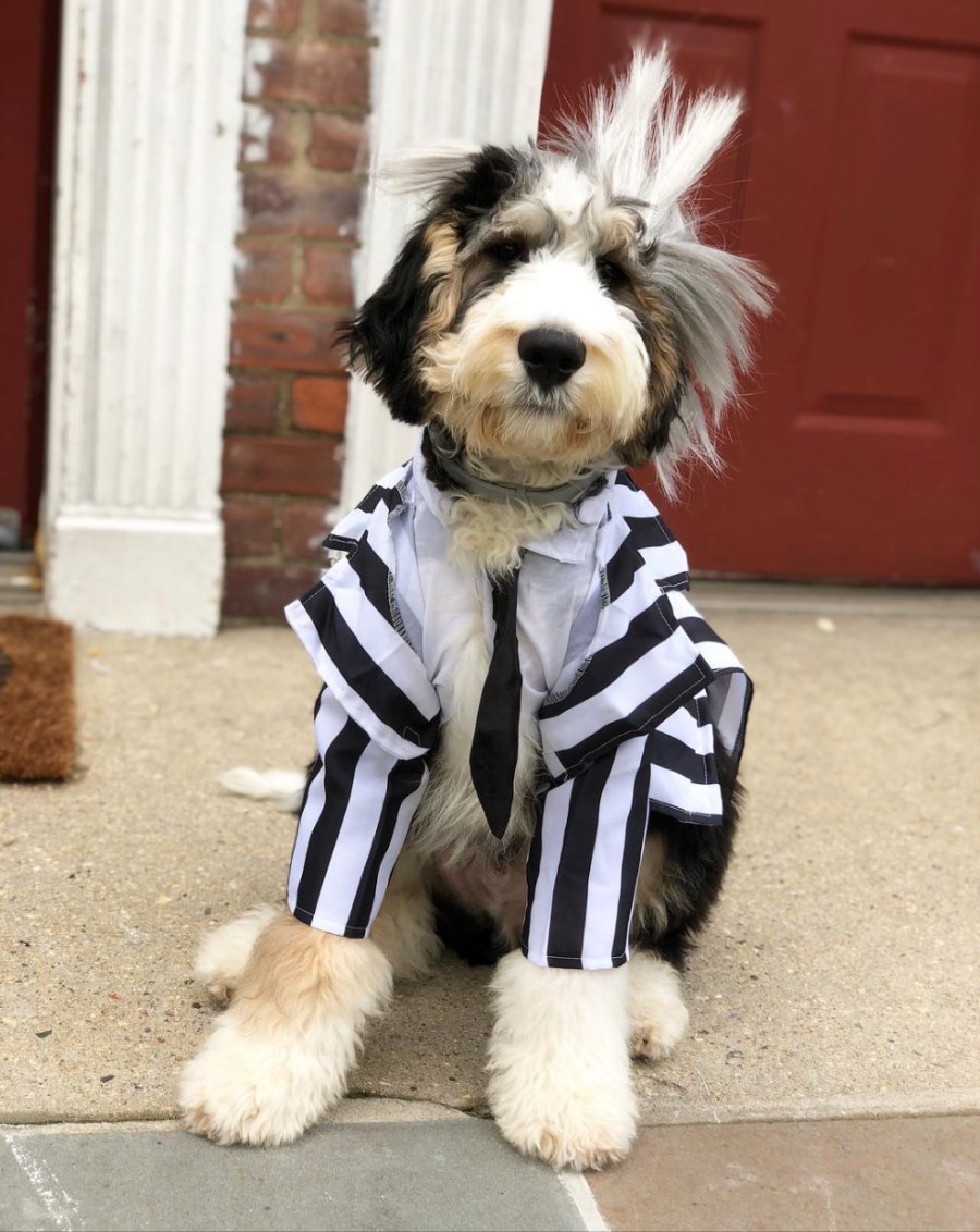 beetlejuice dog costume