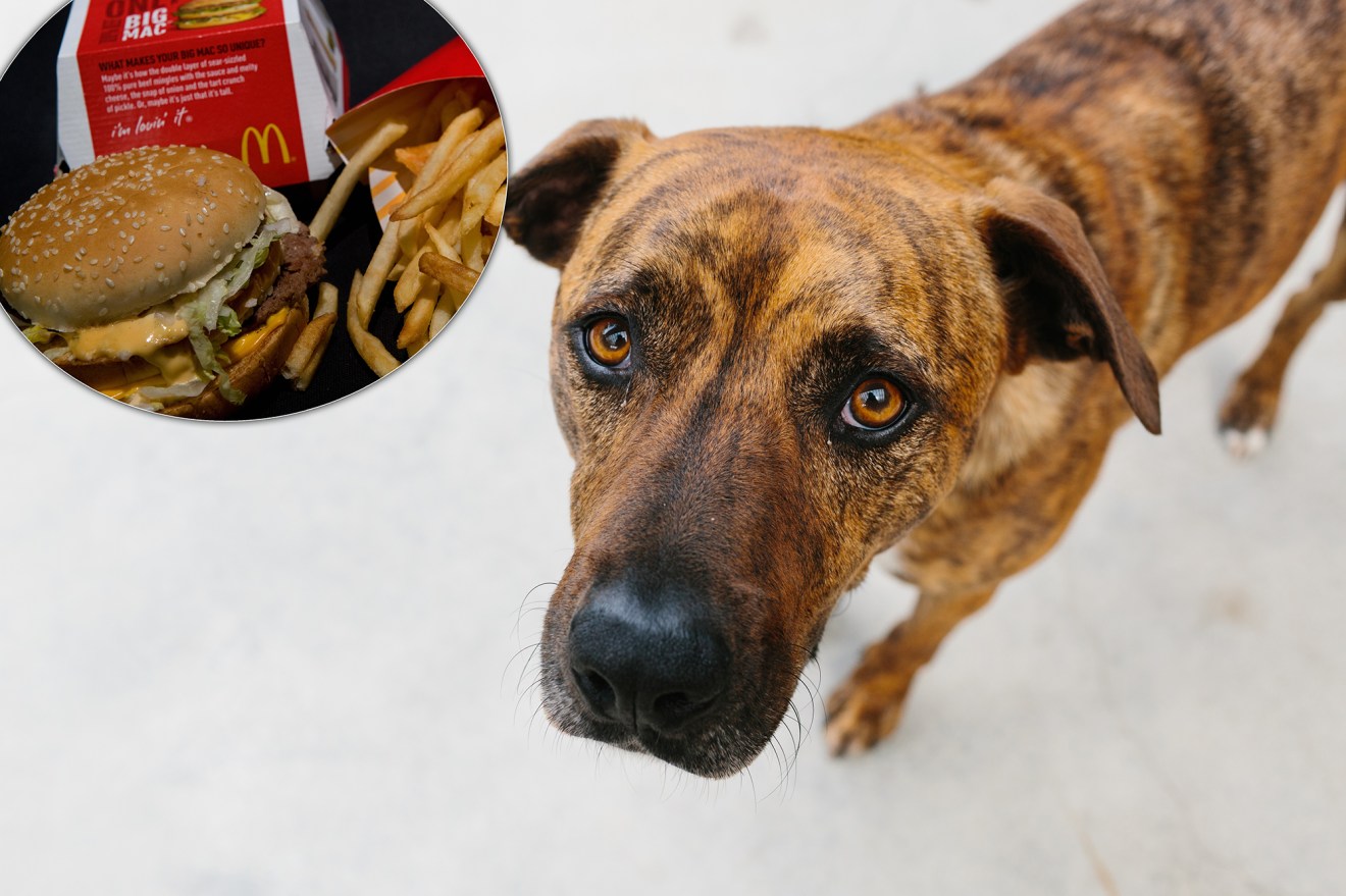 Dog Pretends to Be a Stray for McDonald’s Hamburgers