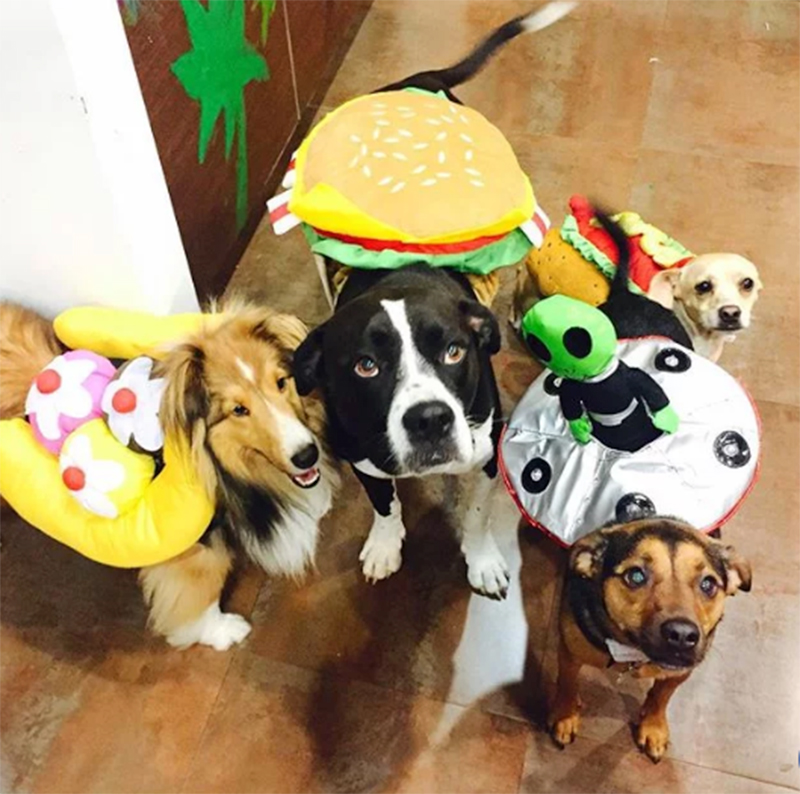 Best celebrity pet Halloween costumes: Reese Witherspoon, Jennifer Garner &  more