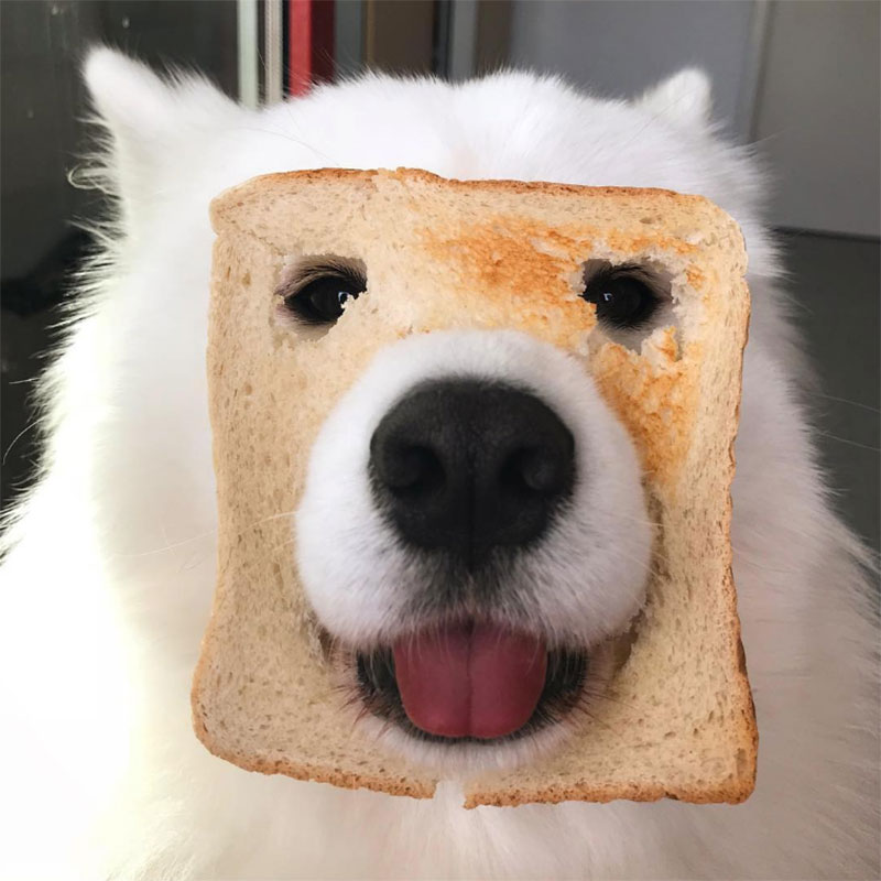 my favorite type of cherry blossom 🌸 🐻‍❄️ : r/samoyeds