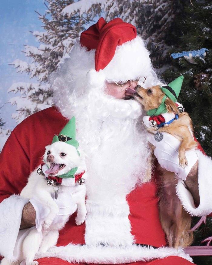 8 Pro Tips for Getting Your Pet to Pose With Santa