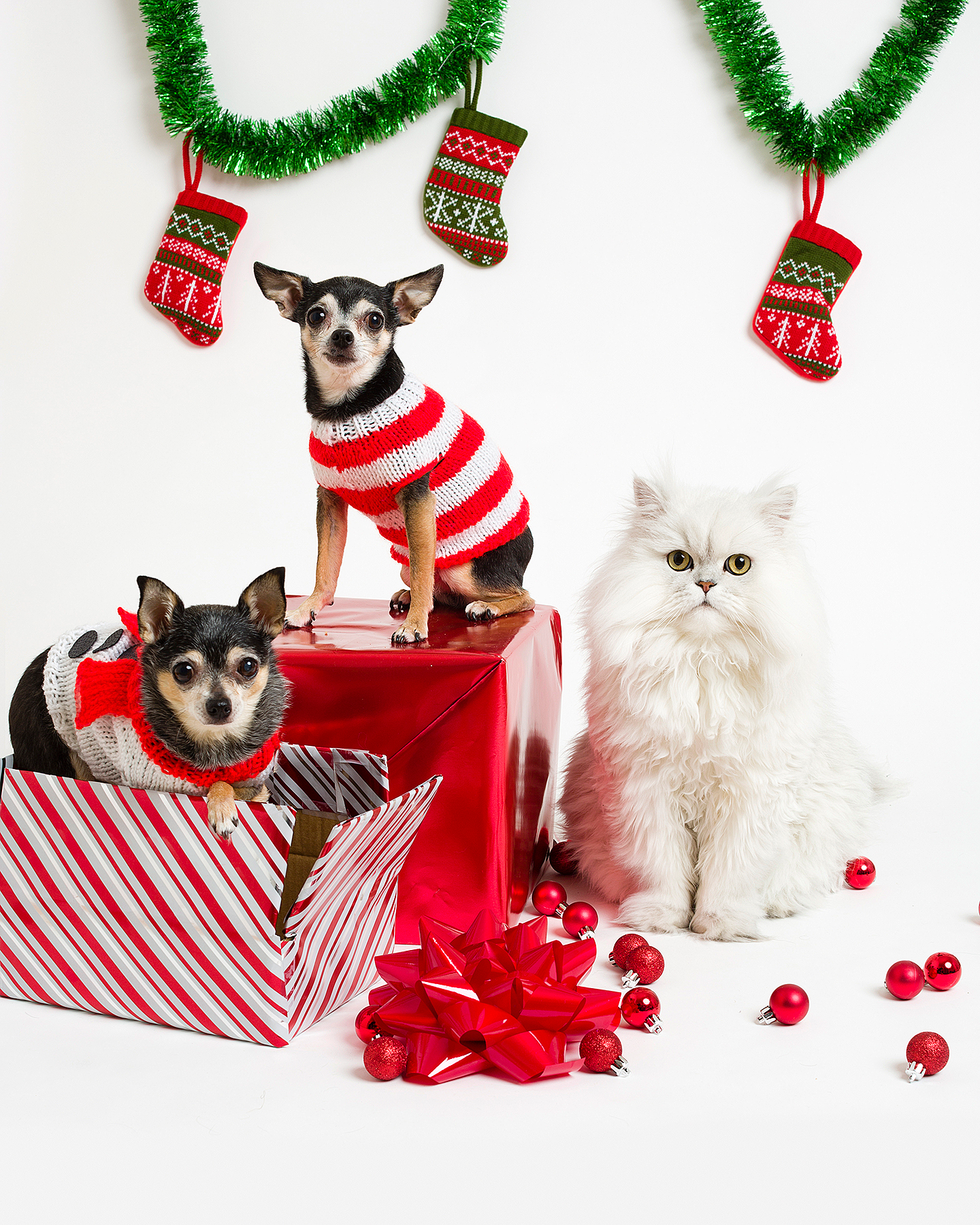 The best gifts for your dog or cat.