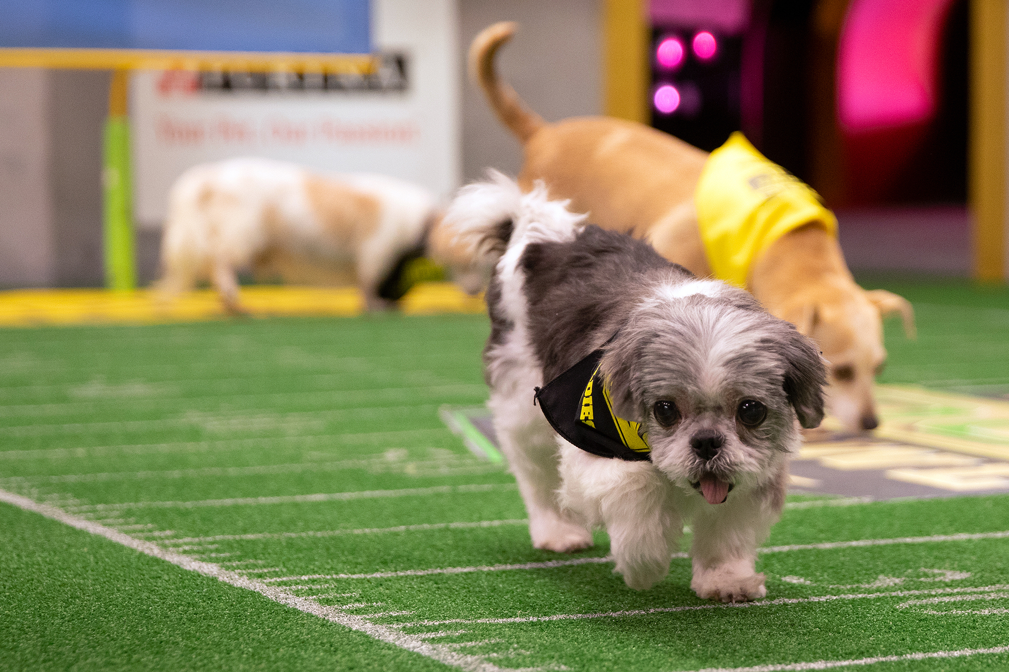 2019 puppy discount bowl time