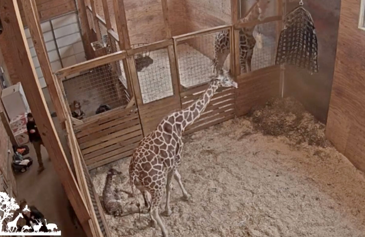 April The Giraffe Gives Birth To Fifth Calf Photo 
