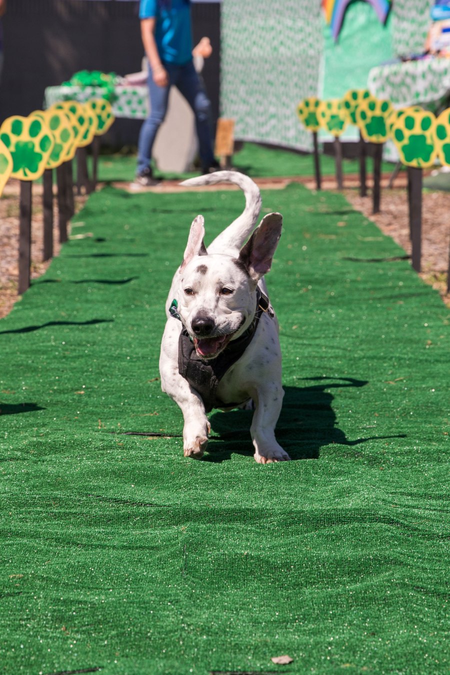 Howard the Rescue Dog Returns to Shelter to Help Other Pups