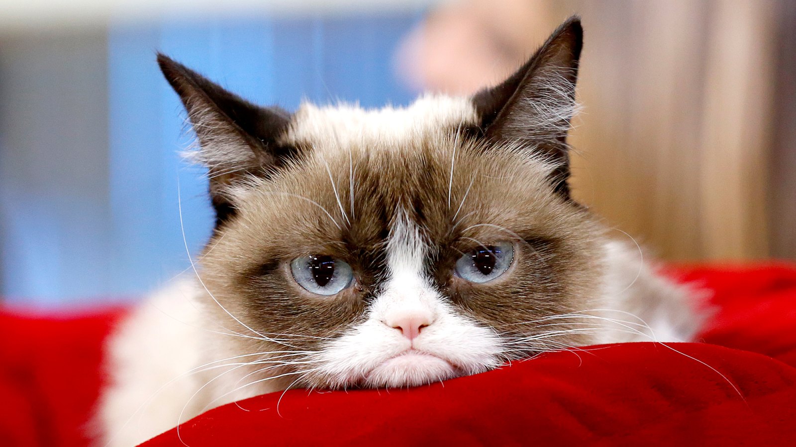 Grumpy Cat Dead Internet Phenomenon Dies At 7 After Uti Us Weekly