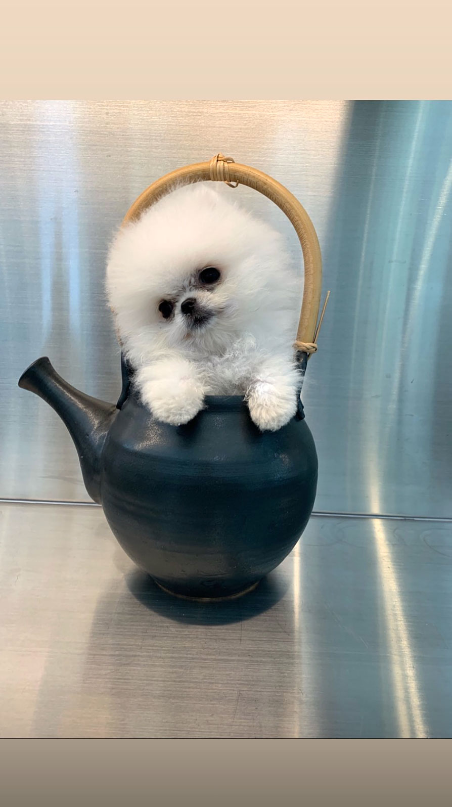 Gucci: The Gourmet Pomeranian - Creature Companions