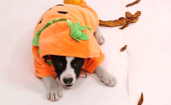 Puppies Dressed Like Pumpkins Review Halloween Treats | Us Weekly