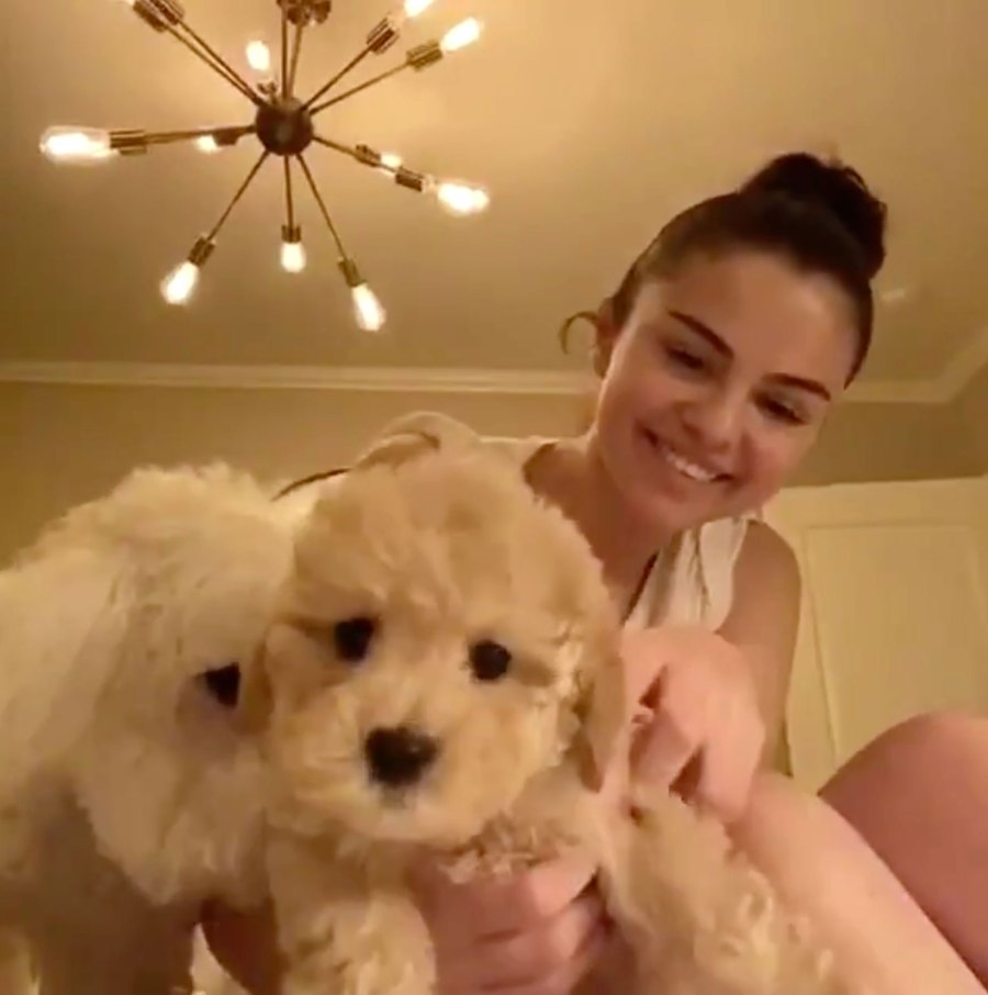 Selena Gomez Stars Adopting or Fostering Pups Amid Coronavirus