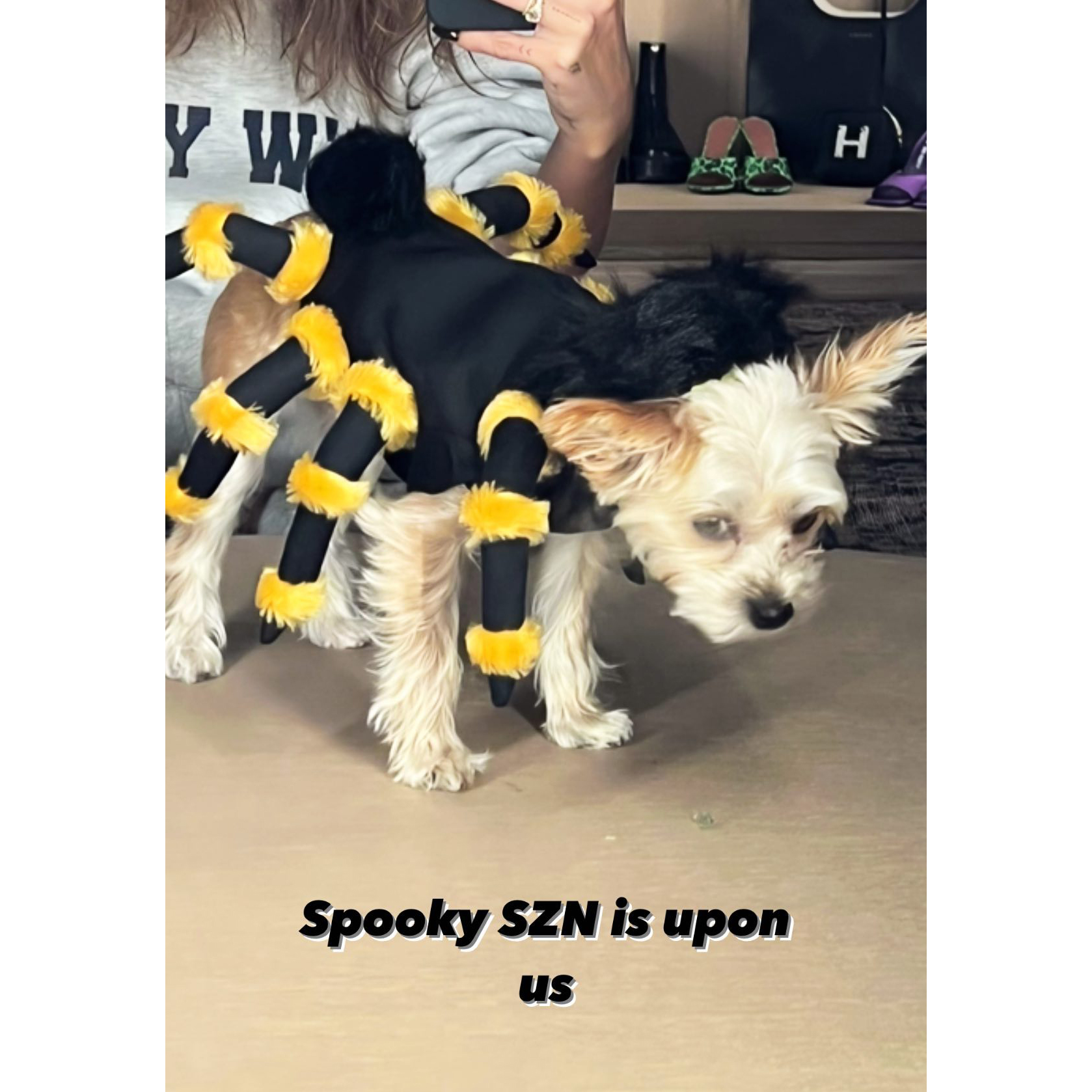 13 Best Celebrity Pet Halloween Costumes to Steal