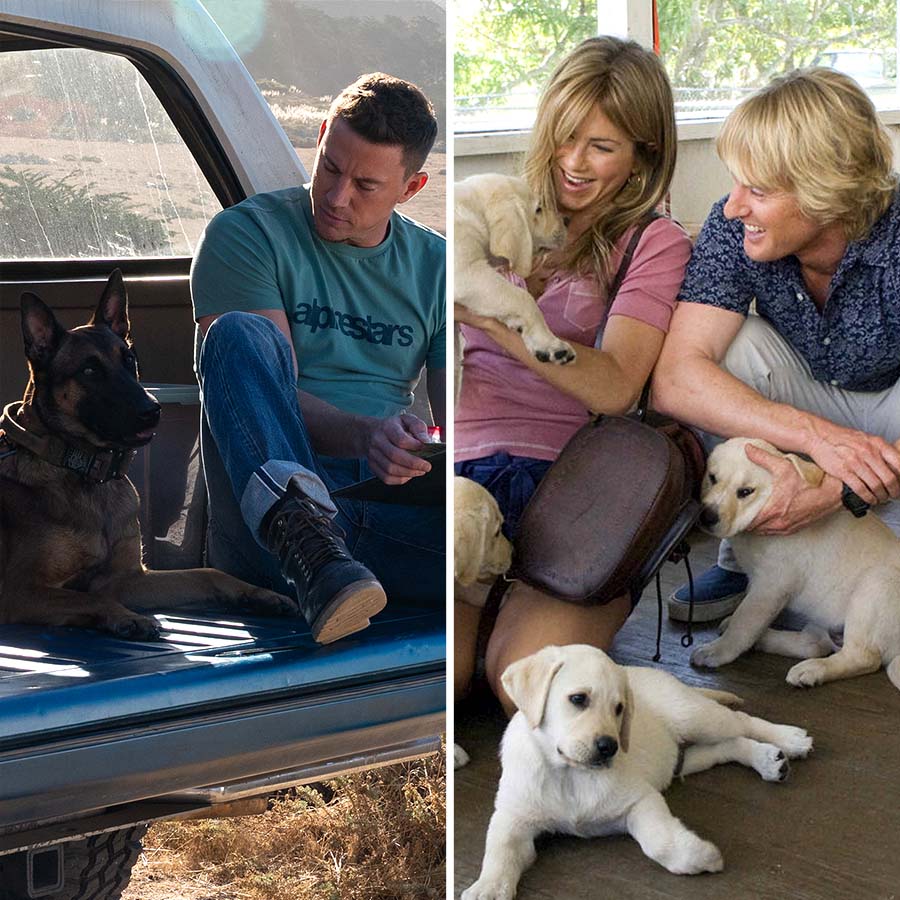 900px x 900px - Best Pet-Themed Movies of All-Time: Photos