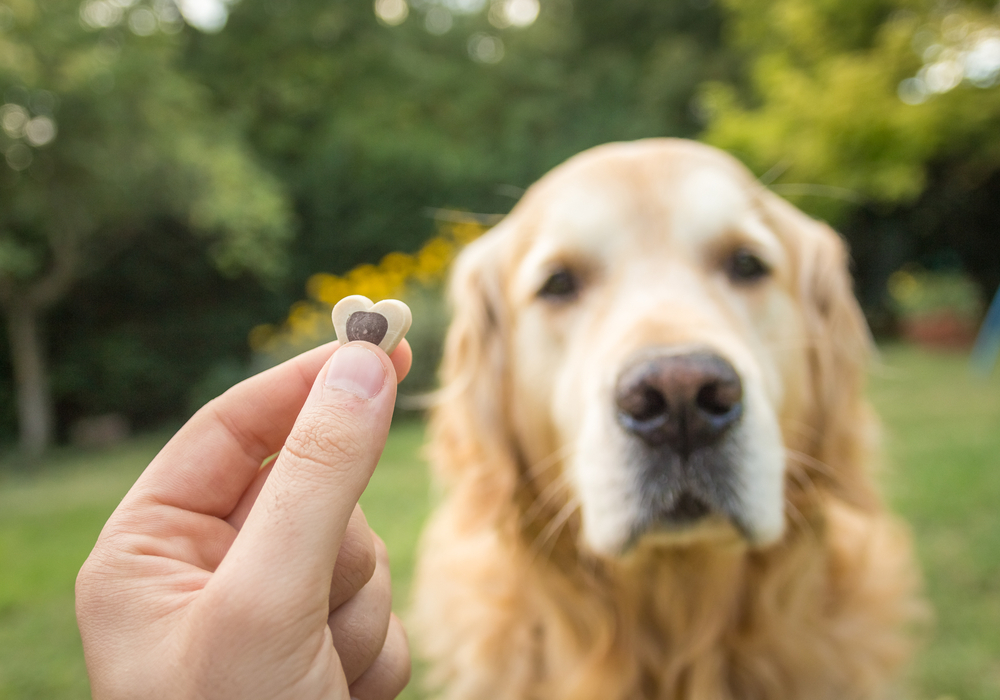 Best dog treats shop for older dogs