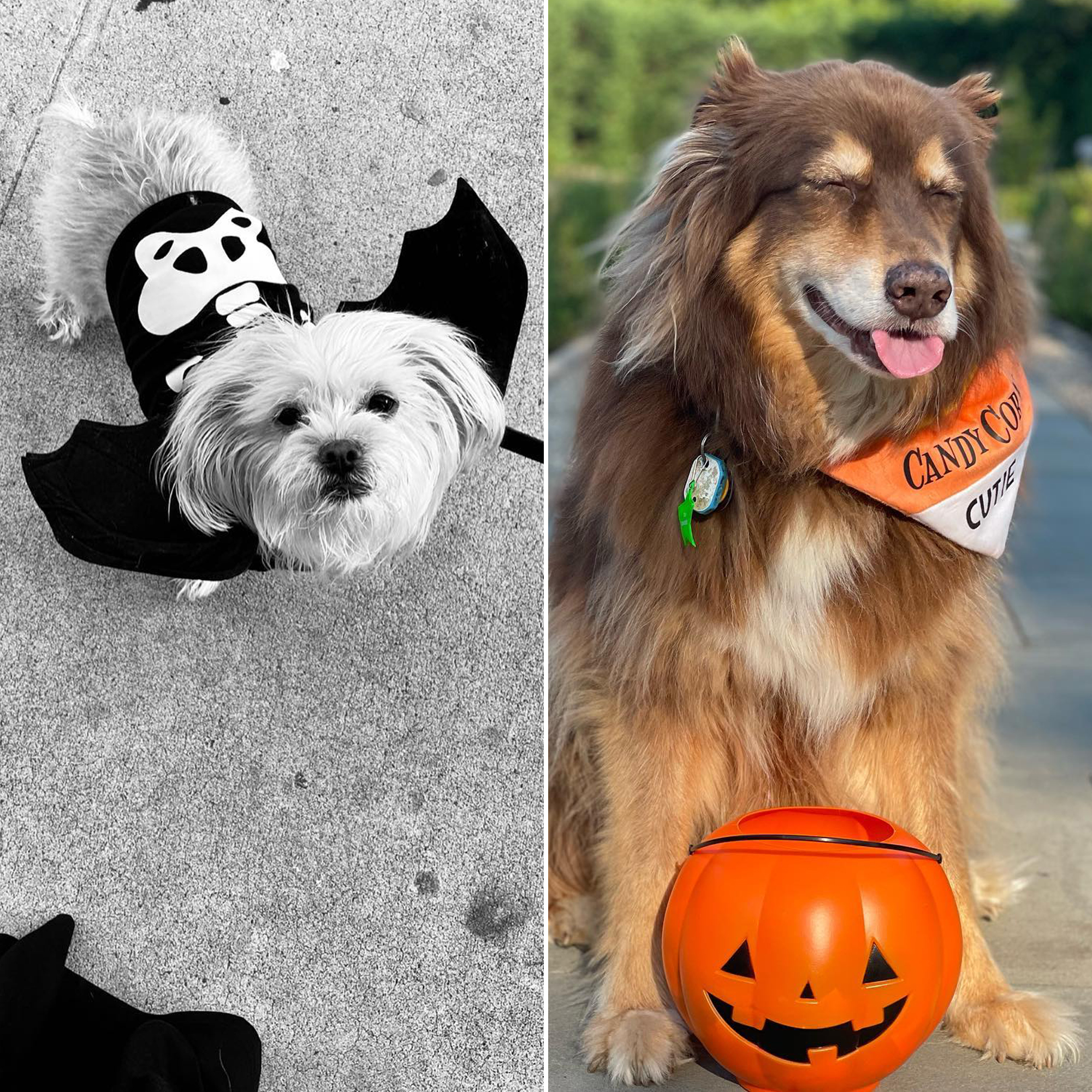 Best Celebrity Pet Halloween Costumes of All Time