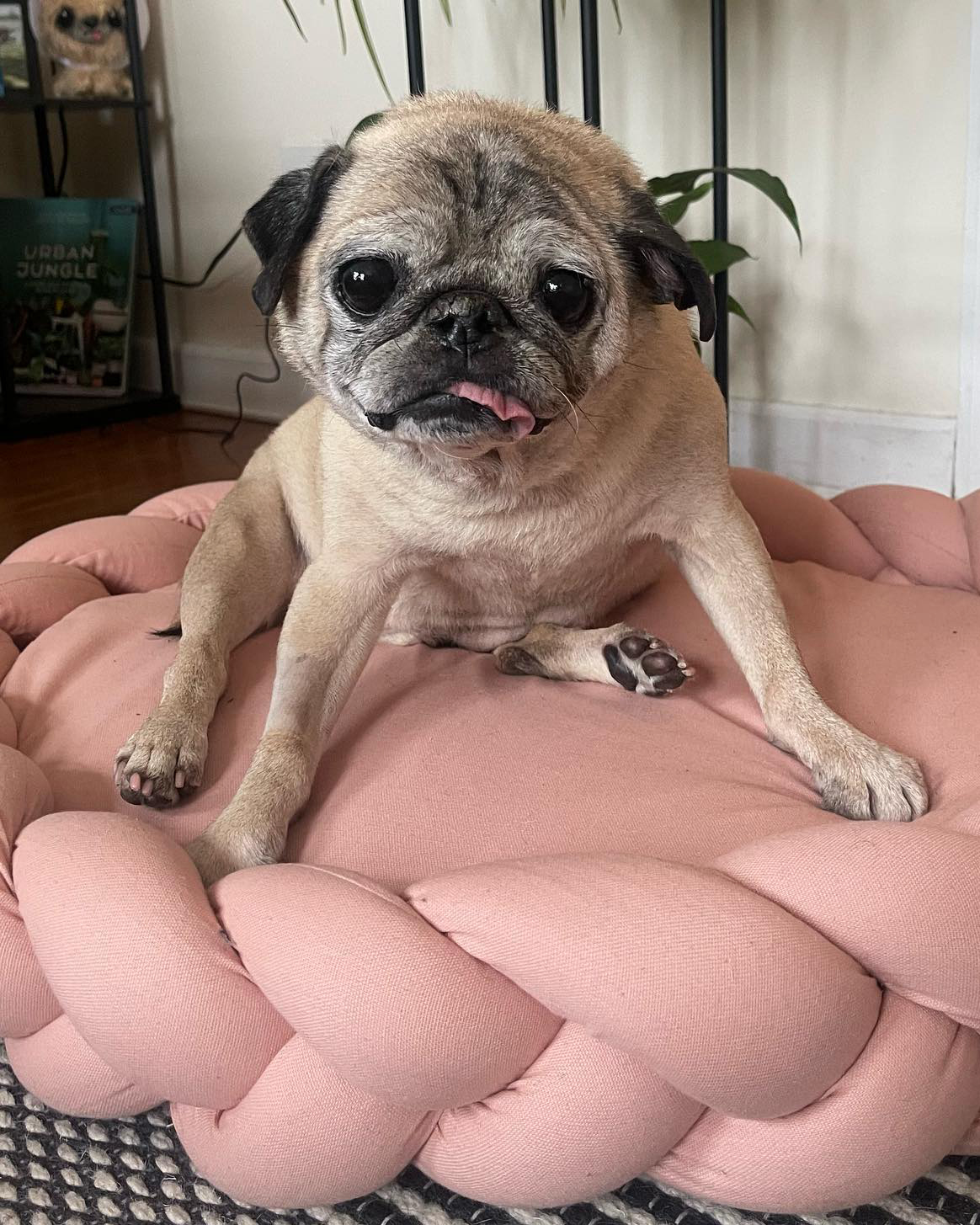 TikTok's Favorite Dog Noodle the Pug Dead at Age 14