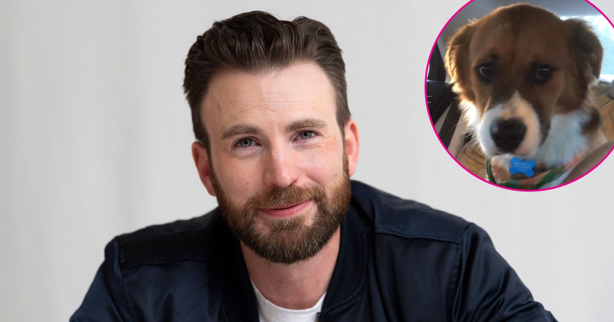 Fb Dog Xxx - Chris Evans and His Dog Dodger: See Their Pawsome Friendship