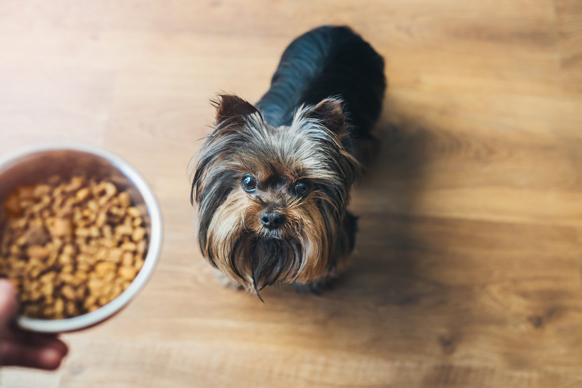 Best dog food outlet for itchy paws