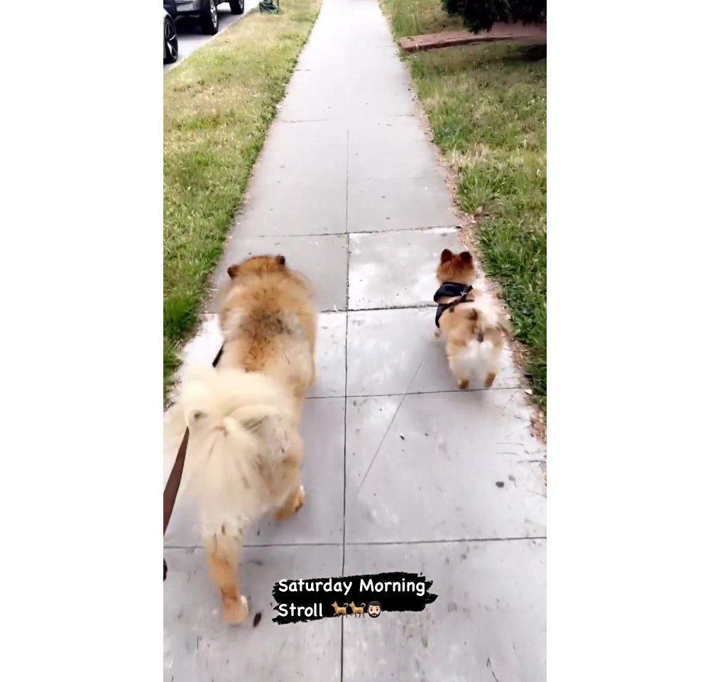 Bryan Abasolo pasea a los perros de Rachel Lindsay después de afirmar que la vivienda es 'tensa'