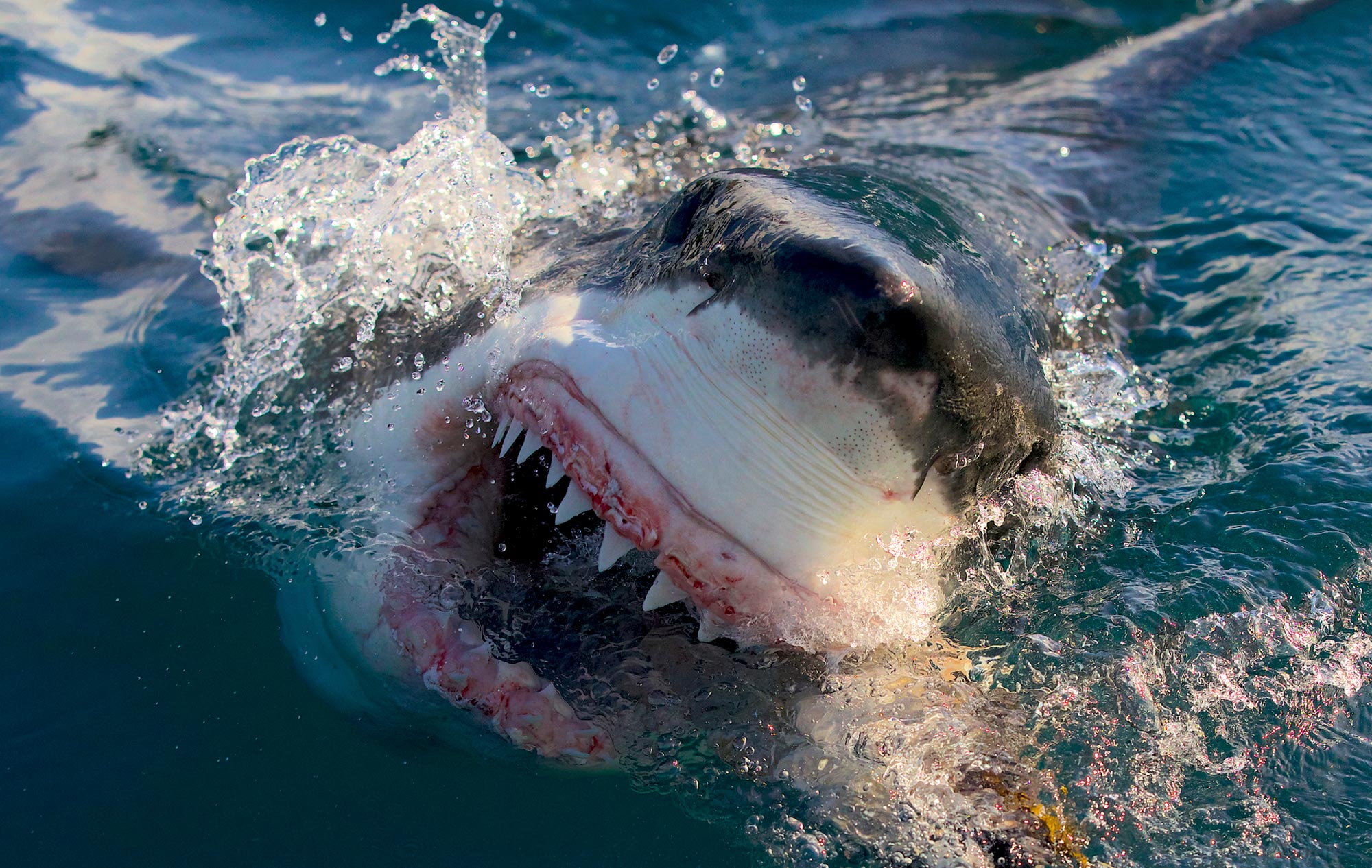 What to Know About Shark Week 2024: When It Starts and More