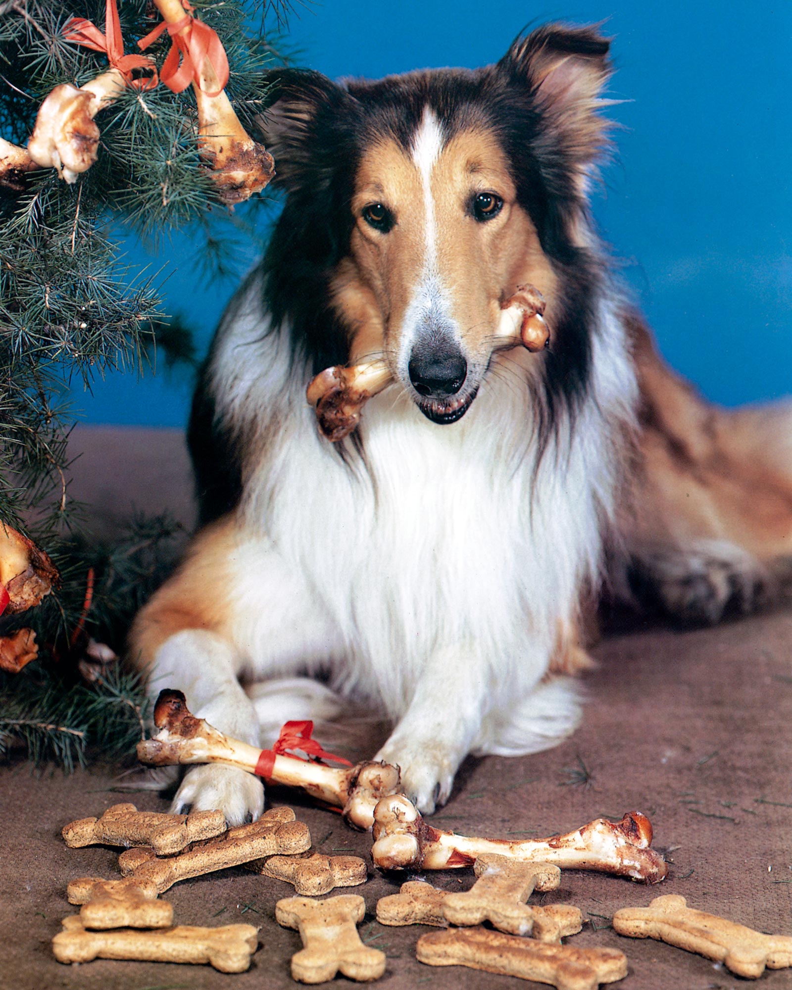 Lassie'nin Uzun Süreli Sahibi ve Eğitmeni Bob Weatherwax 83 Yaşında Öldü