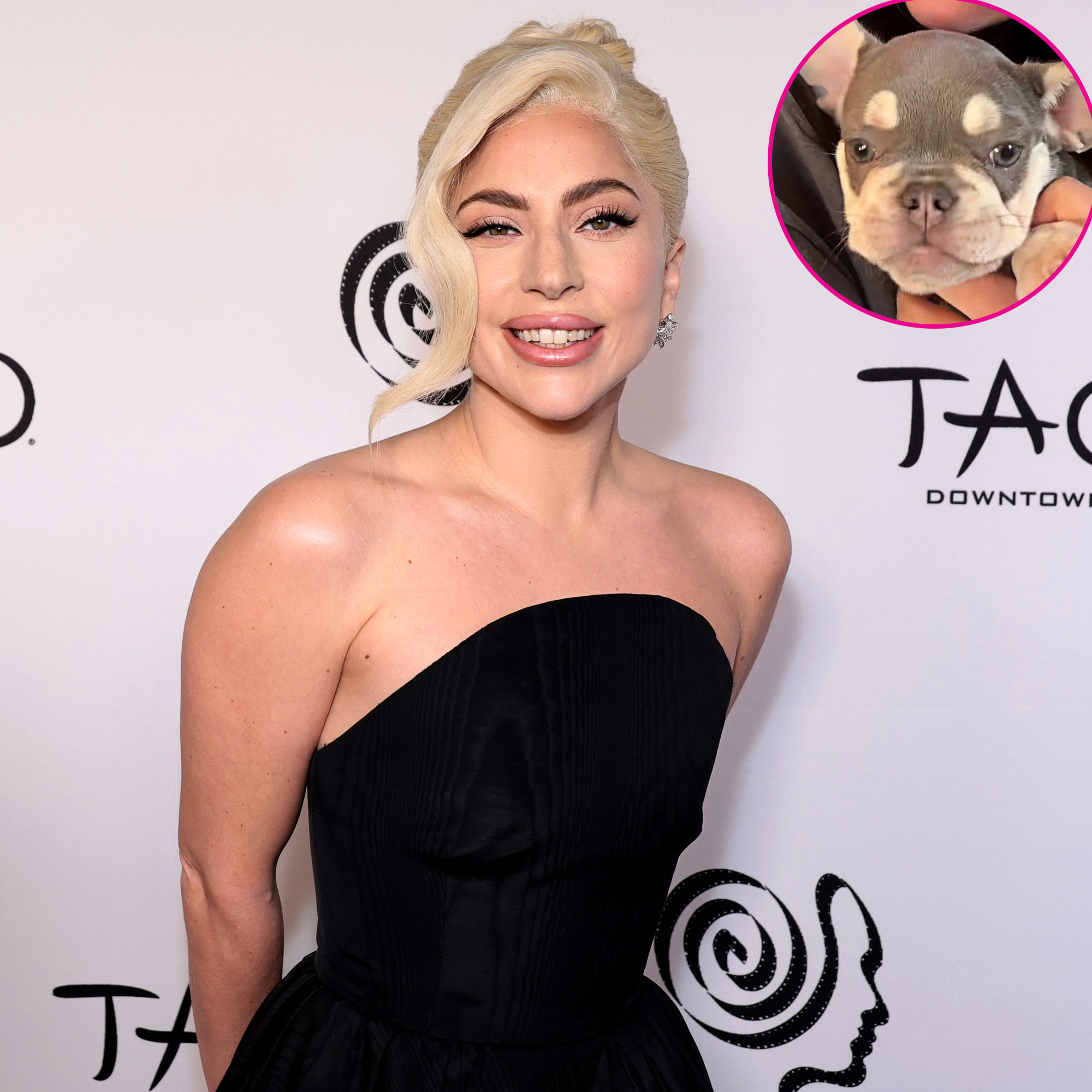 Lady Gaga Adopts New Puppy 3 Years After Dog Kidnapping Incident