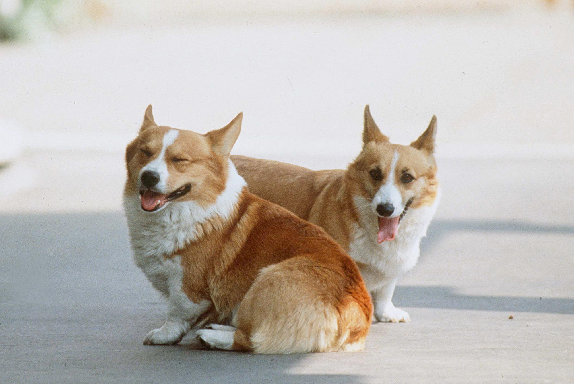 Sarah Ferguson comemora os Corgis da Rainha Elizabeth no Dia Internacional do Cão