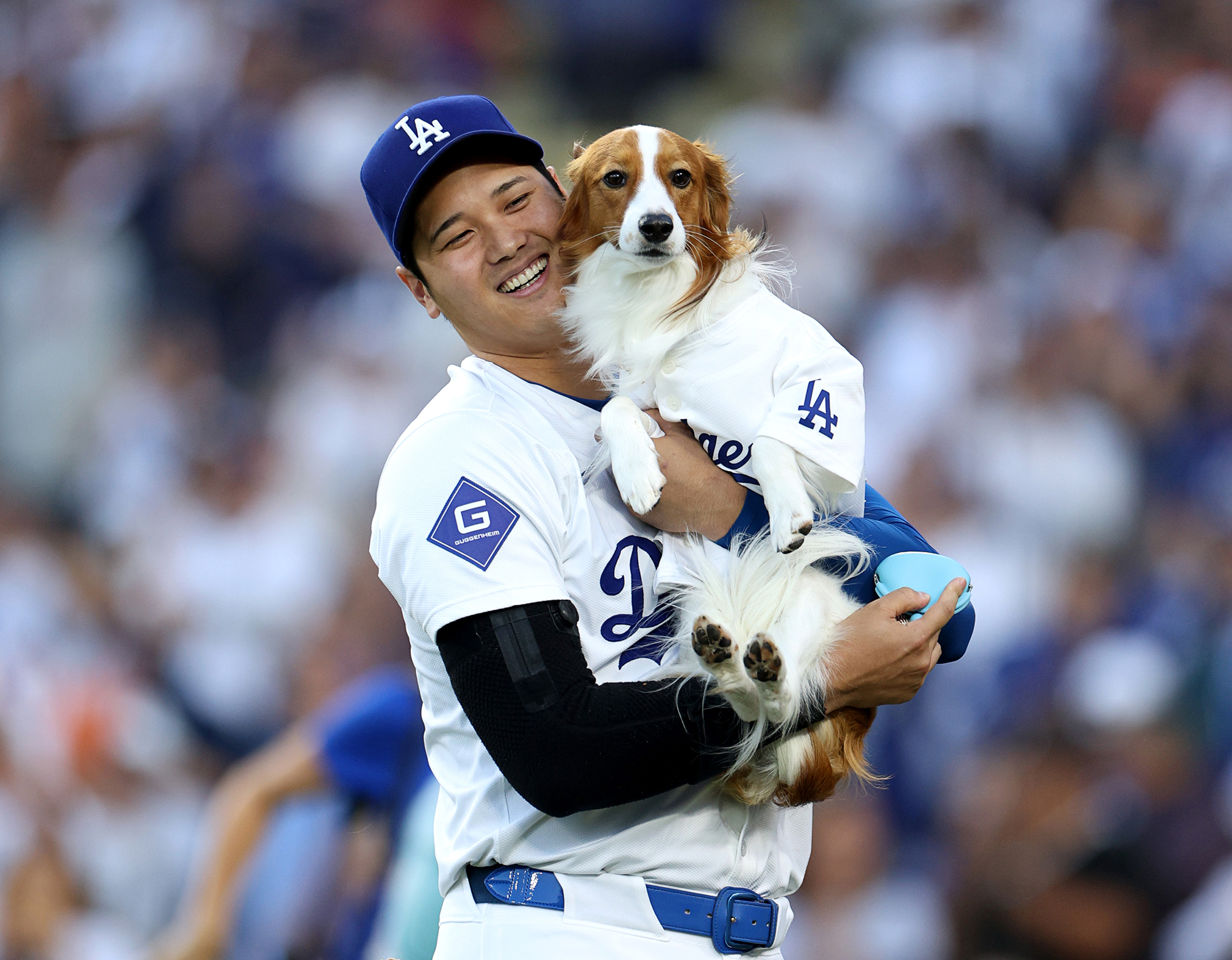 Shohei Ohtanis Hund warf den ersten Pitch bei der Bobblehead Night der Dodgers